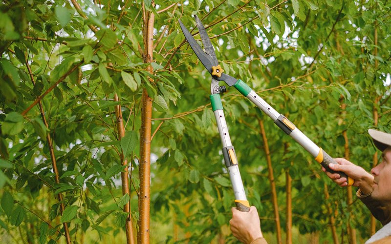 Tree trimming in Tupper Lake, NY