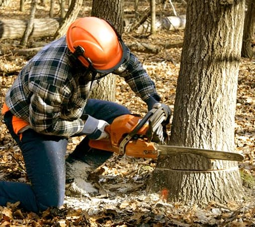 Tree Removal in Tupper Lake, NY